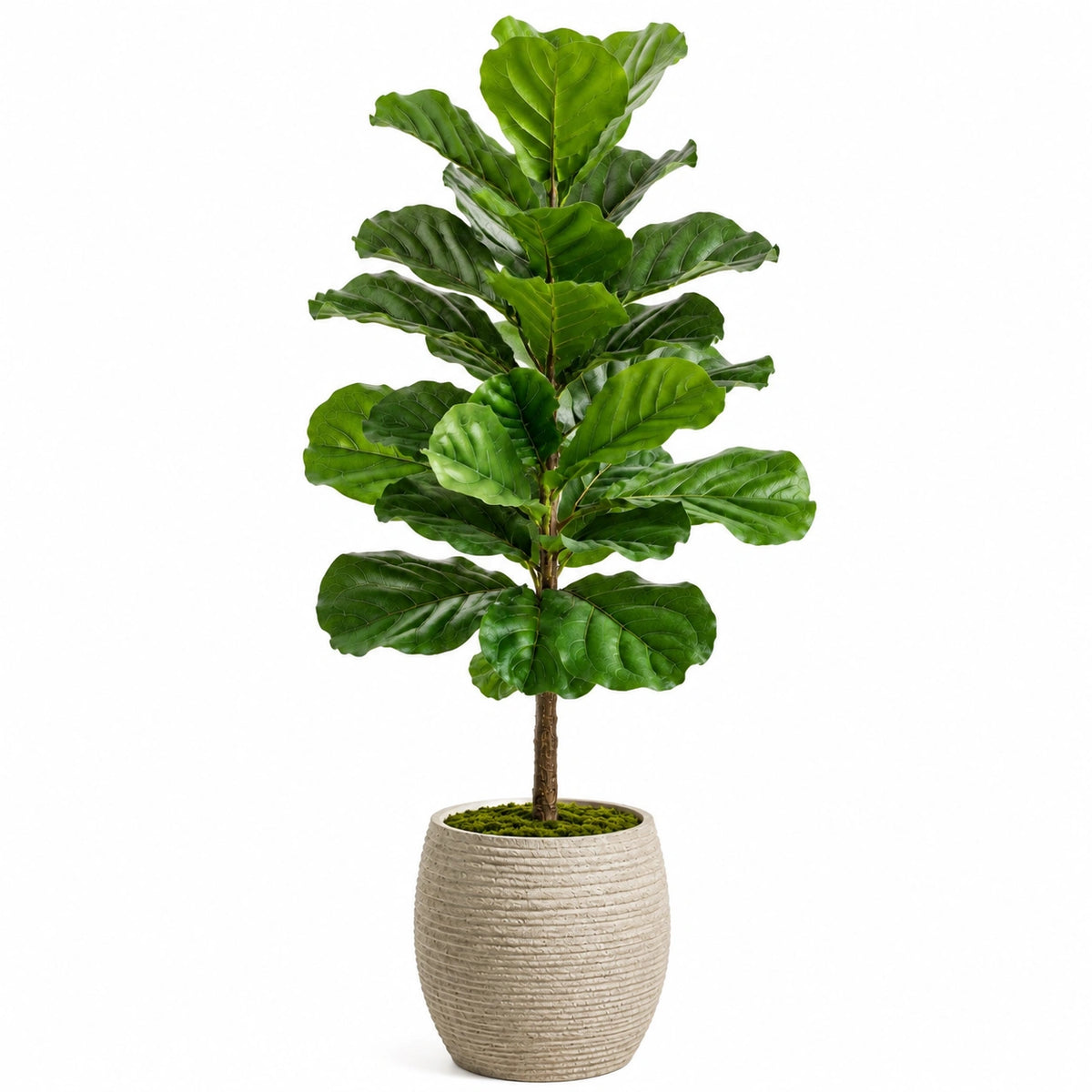 Kunstpflanze Geigenfeigenbaum 180 cm Kunststoff Grün für Innenräume